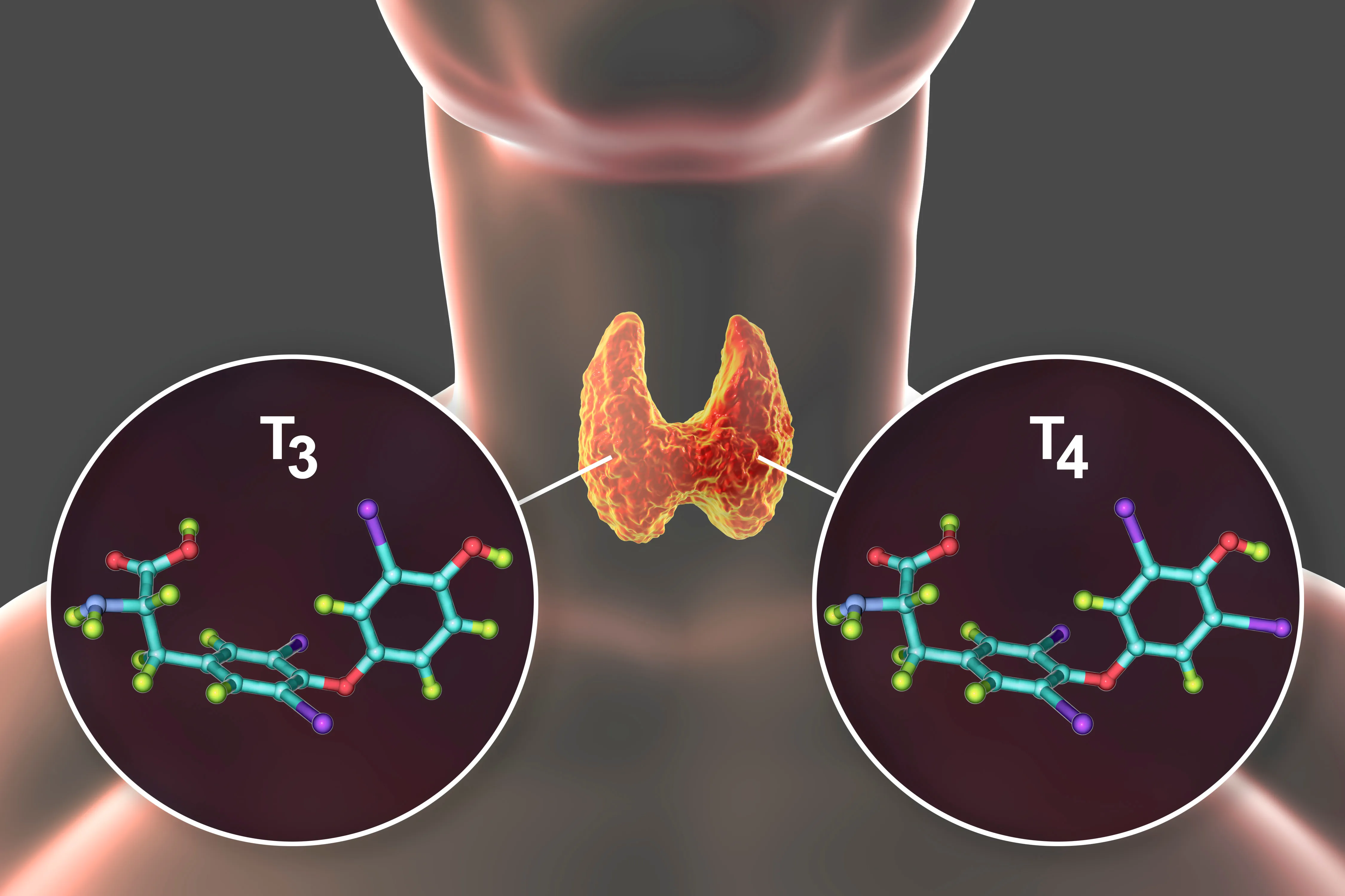 An illustration of the thyroid gland between the molecular structures of the T3 and T4 hormones