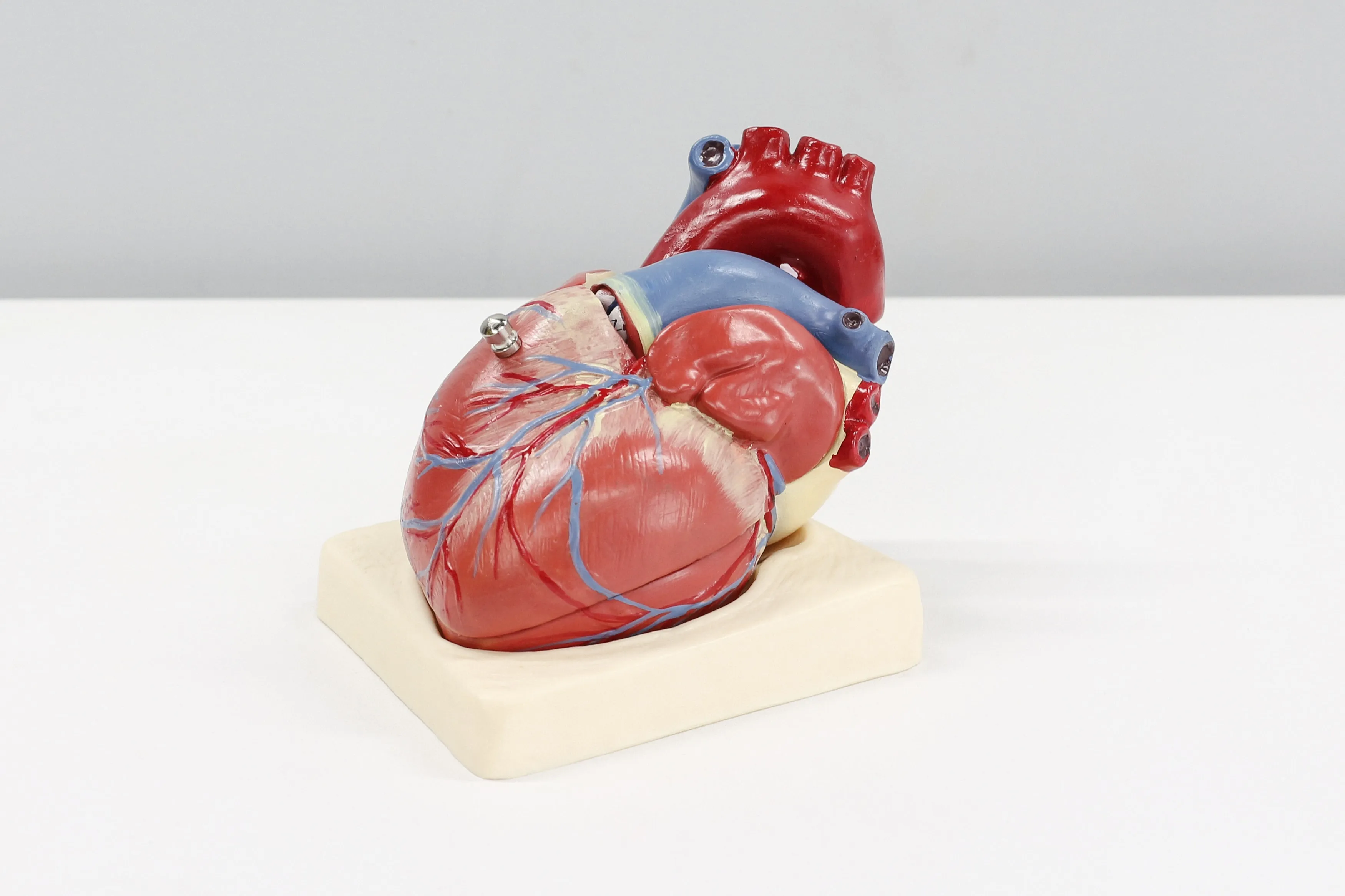 An anatomical model of a human heart on a stand